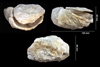  Matheronia munieri